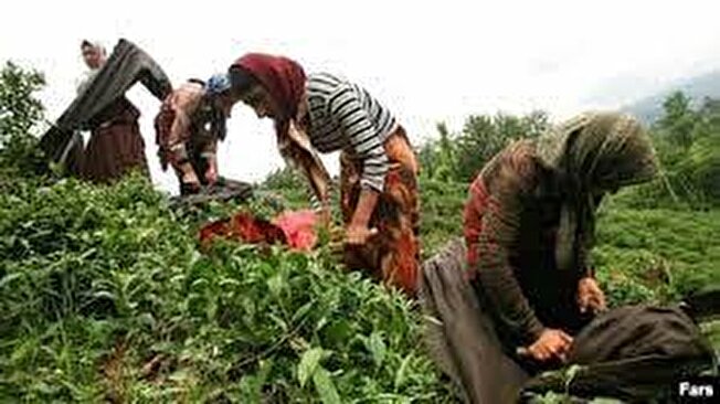 آغاز به کار ۵۵ هزار خانوار چایکار شمال کشور در باغ‌های چای