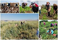 توسعه مراکز خدمات کشاورزی غیردولتی در کرمانشاه دنبال می‌شود