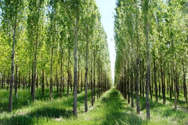 طرح ملی زراعت چوب ۳۰۰هزار شغل در خوزستان ایجاد می‌کند