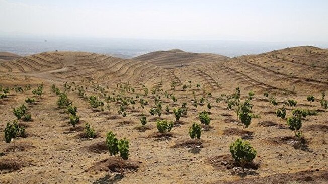 ایسنا/خراسان رضوی
بحران خشکسالی و ضرورت کاشت درختان کم آب طلب