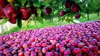 سیب باغداران زنجانی در راه هند