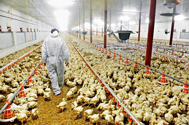 افزایش تولید و اشتغال پایدار در صنعت مرغداری گیلان