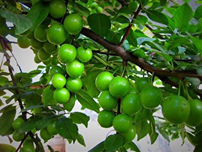 سالانه ۱۰۰ هزار تن انواع میوه در بروجرد تولید می‌شود
