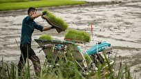 آغاز اولین نشاء مکانیزه برنج شمال کشور در رودسر