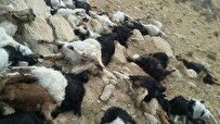 چوپان و ۱۰۰ گوسفند در اصفهان خفه شدند