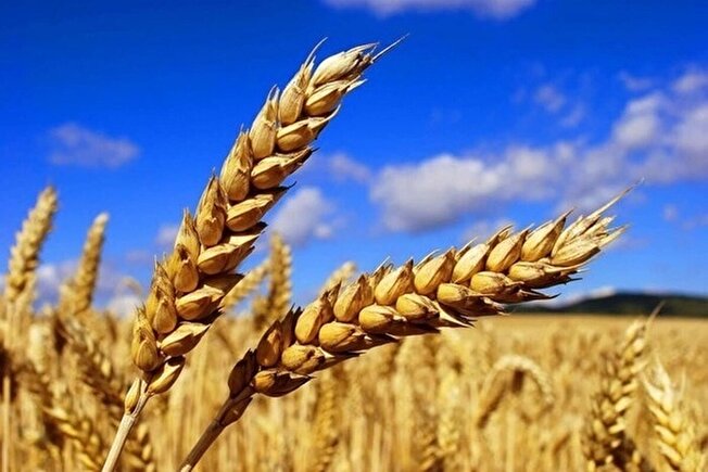 پایان کشت پاییزه گندم در مشهد
