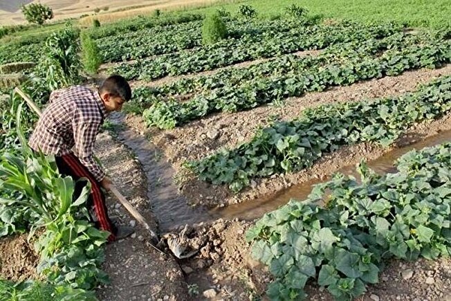 مدیر جهاد کشاورزی کوهسرخ-خراسان رضوی:
ضرورت‌ تخصیص تسهیلات به بخش کشاورزی کوهسرخ برای ایجاد اشتغال پایدار