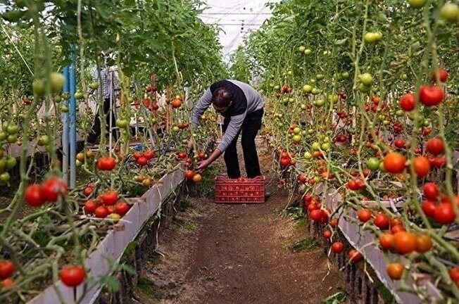 معاون باغبانی جهادکشاورزی گلستان گفت: از ابتدای امسال ۱۷ هزار تُن سبزی و صیفی از جمله خیار، گوجه، فلفل دلمه‌ای زنگی و سبزیجات برگی در گلخانه‌های استان تولید و روانه بازار‌های مصرف داخلی و خارجی شد.