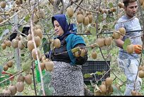 بهبود وضعیت اشتغال خانوارهای کیوی کار در گیلان