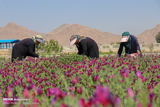 تاثیر محوریت یک نهاد علمی مستقل، در توسعه دانش‌بنیان صنعت گیاهان دارویی