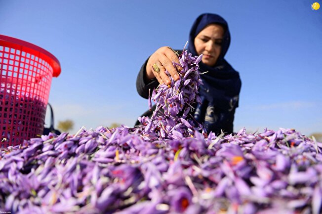 افزایش علاقمندی زنان گیلان به تولید طلای سرخ