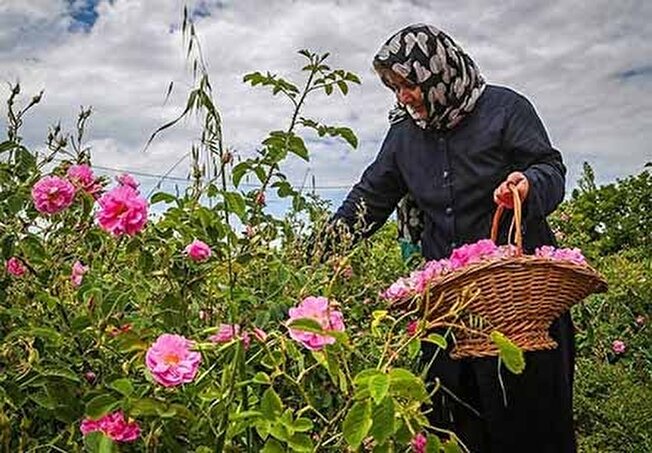 فعالیت بیش از ۲۵۰۰ نفر در تولید گل محمدی گیلان