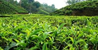 ضرورت احیاء باغ های چای بلا استفاده در گیلان