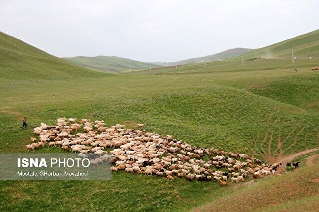 مدیرکل منابع طبیعی و آبخیزداری مراتع خراسان رضوی:
وضعیت پوشش مراتع استان خراسان رضوی ضعیف است