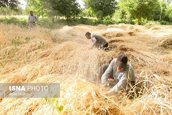 مدیر تعاون روستایی خراسان رضوی:
خرید گندم در استان از مرز ۴۵۰۰ تن عبور کرد