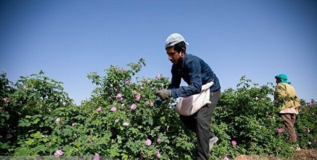 کشت گل محمدی در کوهسرخ زمینه‌ساز ایجاد اشتغال و درآمدزایی
