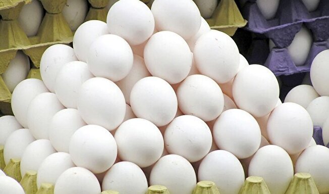رییس شبکه دامپزشکی مشهد خبرداد؛
صادرات ۱۱ هزار تُن تخم مرغ از مشهد به کشورهای همسایه