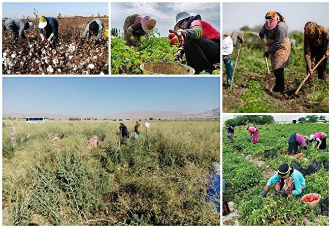 افتتاح ۸۸ طرح در آذربایجان غربی در هفته جهاد کشاورزی