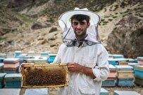 ایجاد ۳۰۰ شغل و درآمد پایدار برای مددجویان با تولید زهر و ژل زنبور عسل