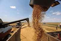 خرید تضمینی ۳۱ هزار تن گندم در سمنان/ مطالبات کشاورزان پرداخت می‌شود