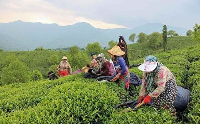 پیش بینی برداشت ۱۴۵ هزار تن برگ سبز چای در کشور