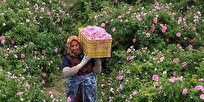 توسعه بازار گل کم خرج و زیبا در گیلان