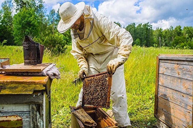 صنعت عسل گیلان تقویت می شود