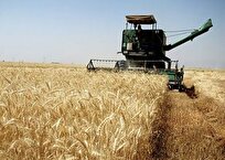 ۸۲ هزار تن گندم از کشاورزان مازندران خریداری شد