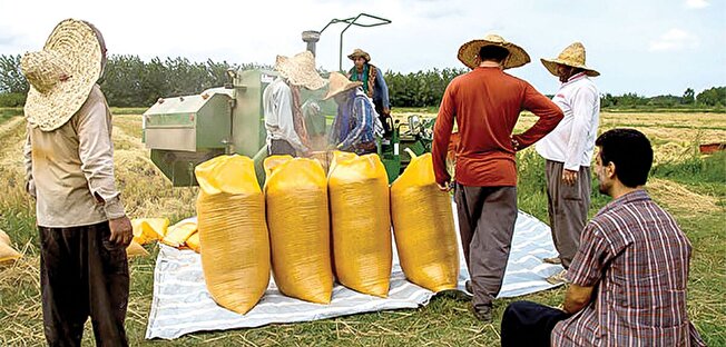 تولید برنج ICM با مشارکت ۸۷۱ نفر از کشاورزان گیلان