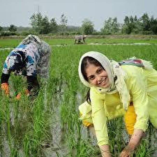 کاهش سن نیروی کار برنج گیلان
