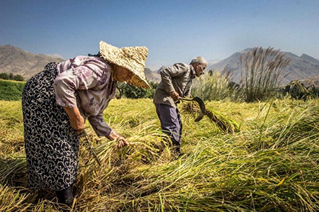 برداشت برنج در برخی از شالیزارهای گیلان