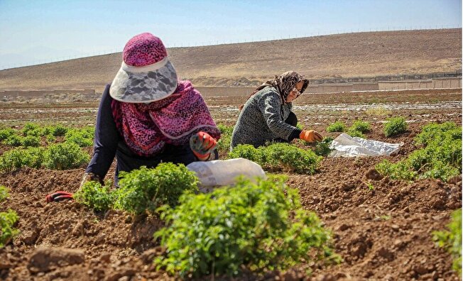 نقش آفرینی تعاونی روستایی زنان در نظام کشاورزی