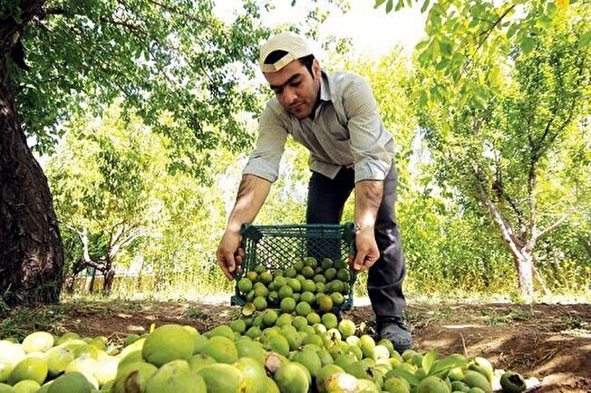 فعالیت حدود ۲۰ هزار نفر در باغات گردوی گیلان