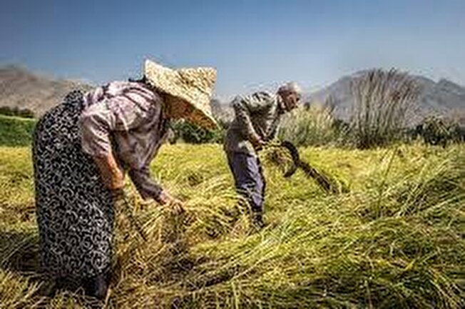 پرورش راتون راهکاری مهم برای ارتقای درآمد برنجکاران گیلان