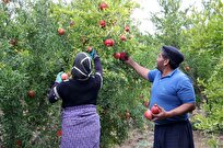 فعالیت بیش از ۱۷۰۰ گیلانی در تولید انارترش استان