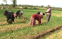 برآورد درآمد ۴۸ هزار میلیاردی کشاورزان گیلان از کشت دوم