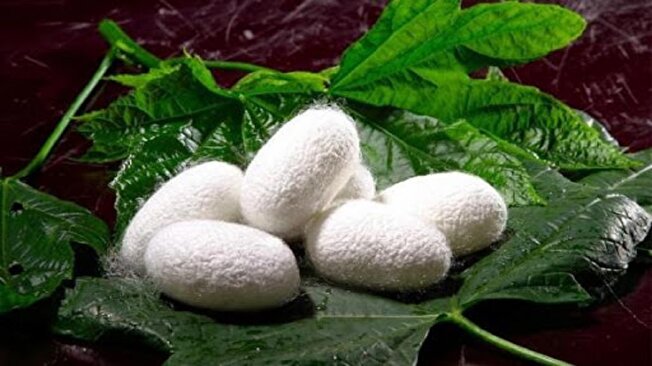 کوهسرخ دومین قطب تولید پیله تر ابریشم در خراسان رضوی