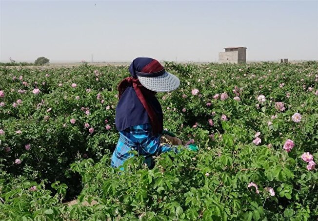 خراسان رضوی/ برگزاری دومین جشنواره گل و گلاب در بردسکن برای معرفی برند گل محمدی