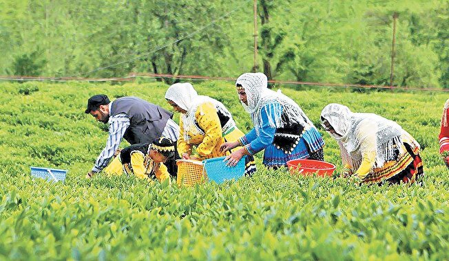 همت مضاعف چایکاران گیلان برای تولید برگ سبز درجه یک