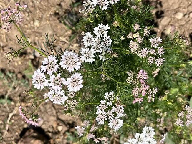 گشنیز؛ گزینه‌ای اقتصادی برای دیم‌زارهای آذربایجان شرقی