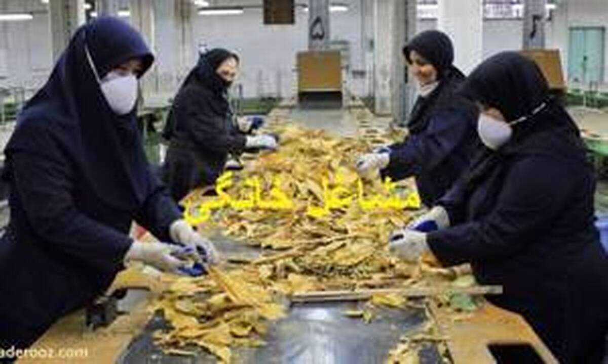 ترکش جنگ بر کسب و کارهای کوچک / برنامه های سازمان ستفا جهاد دانشگاهی برای حمایت از کسب و کار های آسیب دیده از جنگ تشریح شد