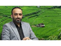 توصیه های طلایی برای برنج کاران مازندرانی در سال زراعی جدید