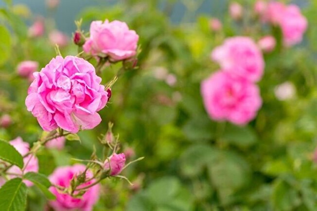 احیای زمینهای خشکیده با کشت گل محمدی