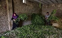 نوغانداری شغلی جانبی و سازگار با محیط زیست گیلان