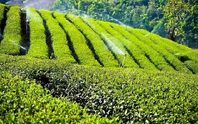 پیش بینی تولید ۳۰۰۰ میلیارد تومان برگ سبز چای در کشور