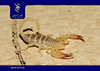 استفاده از مدلسازی پردازه اکولوژیک/ ریسک گزیدگی عقربهای سمی ایران چه قدر است؟ استفاده از مدلسازی پردازه اکولوژیک/ ریسک گزیدگی عقربهای سمی ایران چه قدر است؟