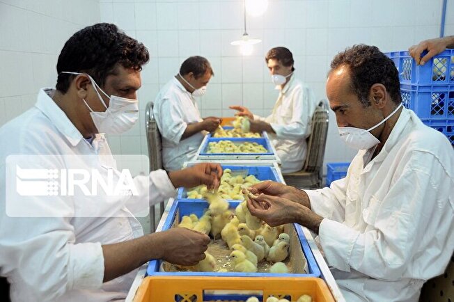 کارآفرینی با رؤیای ناتمام صادرات؛ از پرورش ماکیان زینتی تا تولید کرم خوراکی