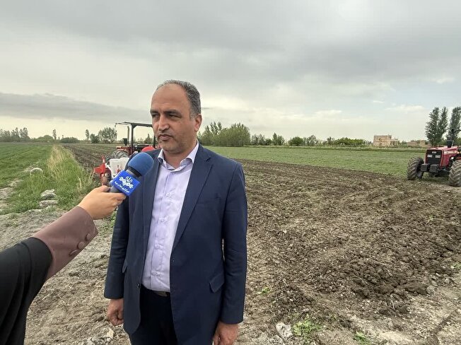 کشت بیش از 73هزار هکتار حبوبات در دیم زارهای آذربایجان غربی 