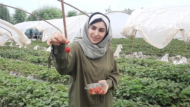 کارآفرین روستای احمدآباد کلیج با سرمایه‌گذاری ۱۰ میلیارد ریال، مزرعه توت فرنگی ۲۰۰۰ متری را راه‌اندازی کرد و ۵ نفر را مشغول به کار کرد