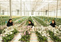 افزایش نیروی کار برای تولید بلوبری و گل ارکیده در گیلان